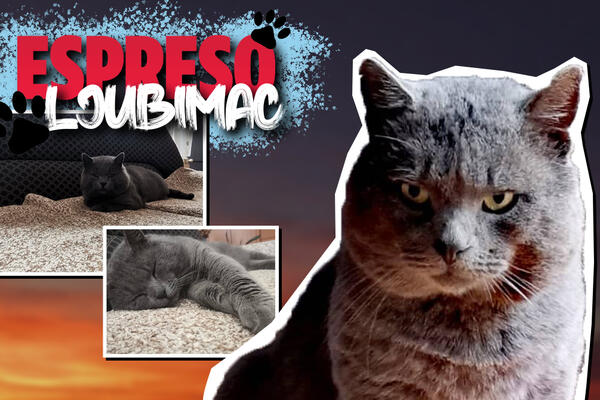 ZOVEM SE MAČAK, JER NIJEDNO IME NIJE IŠLO UZ MOJE SAVRŠENSTVO! Jednom me nije bilo 3 dana, ovi su baš patili! FOTO