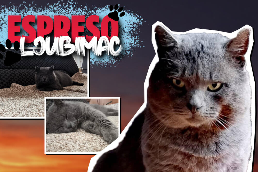 ZOVEM SE MAČAK, JER NIJEDNO IME NIJE IŠLO UZ MOJE SAVRŠENSTVO! Jednom me nije bilo 3 dana, ovi su baš patili! FOTO