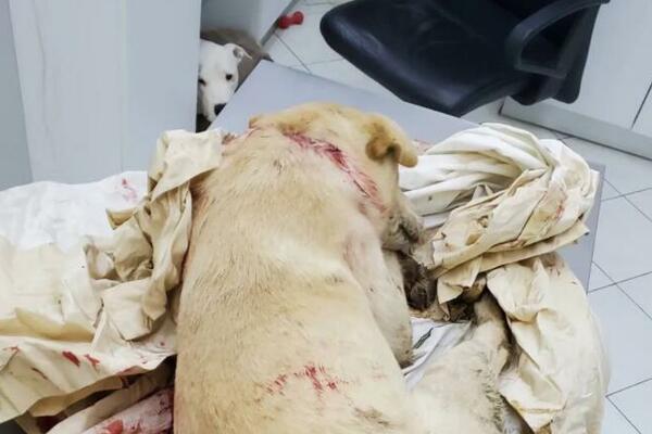 UZNEMIRUJUĆE! UPUCAN PAS U ŠAPCU! Volonterke ga u poslednjem trenutku spasile! (FOTO)