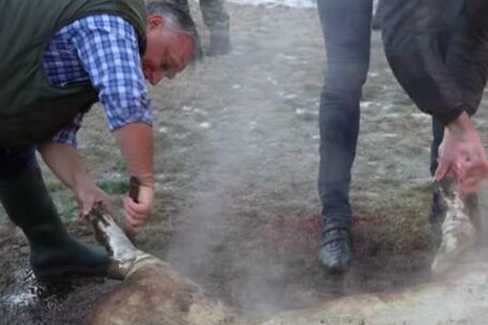 VIKTOR ORBAN ŠURI KRMKA: Premijer Mađarske u do sada NEVIĐENOM izdanju, HIT! (FOTO/VIDEO)