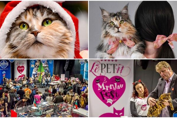 FESTIVAL POSVEĆEN MAČKAMA SAMO U BEOGRADU: Nadmetanje na Mrnjau Festu počinje u subotu!