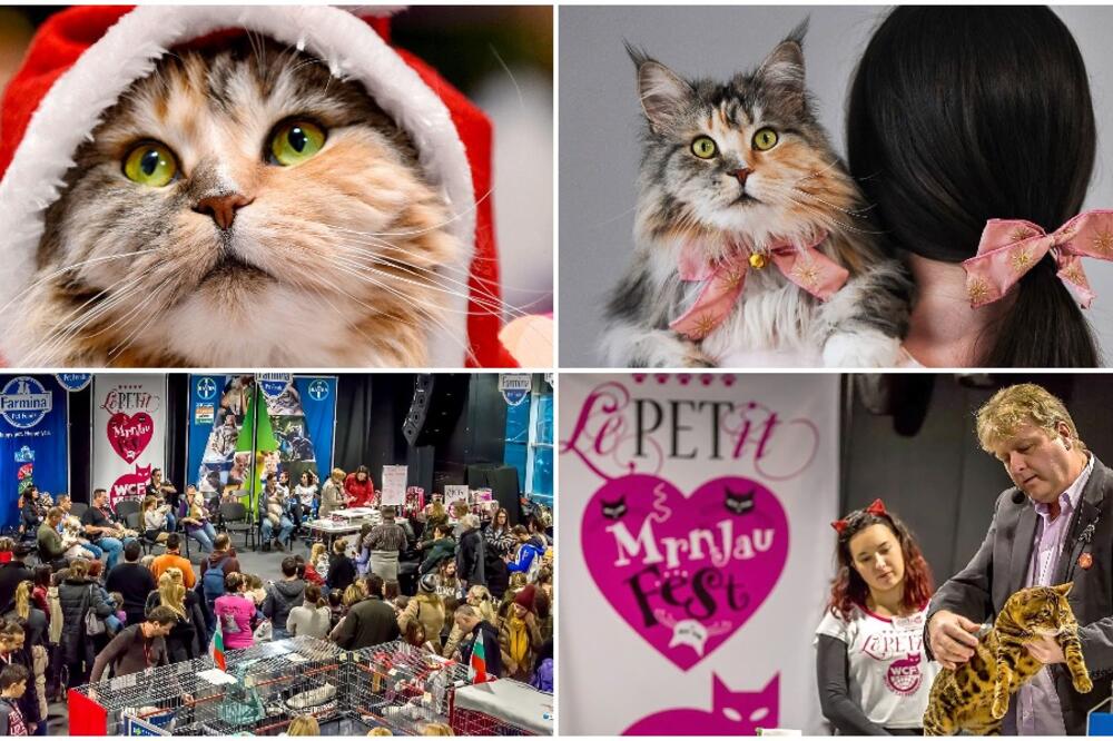 FESTIVAL POSVEĆEN MAČKAMA SAMO U BEOGRADU: Nadmetanje na Mrnjau Festu počinje u subotu!