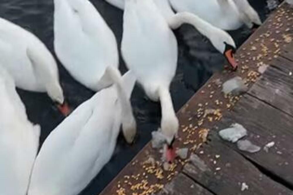 DETALJAN VODIČ KAKO NAHRANITI LABUDOVE TOKOM ZIME: Jadničci u okolini Borče traže ZRNO VIŠE! (VIDEO)