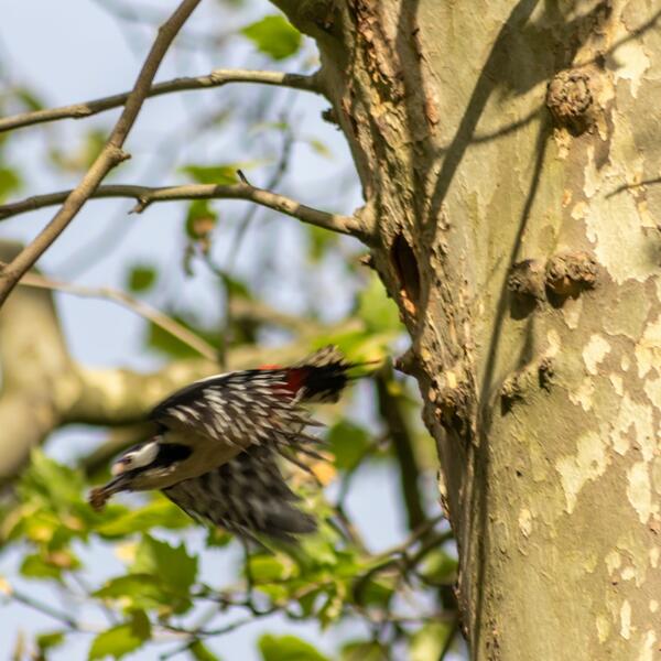 KAKO ŽIVOTINJE PREDOSEĆAJU PRIRODNE KATASTROFE? Od svih vrsta, jedna je posebno osetljiva na ZEMLJOTRESE!