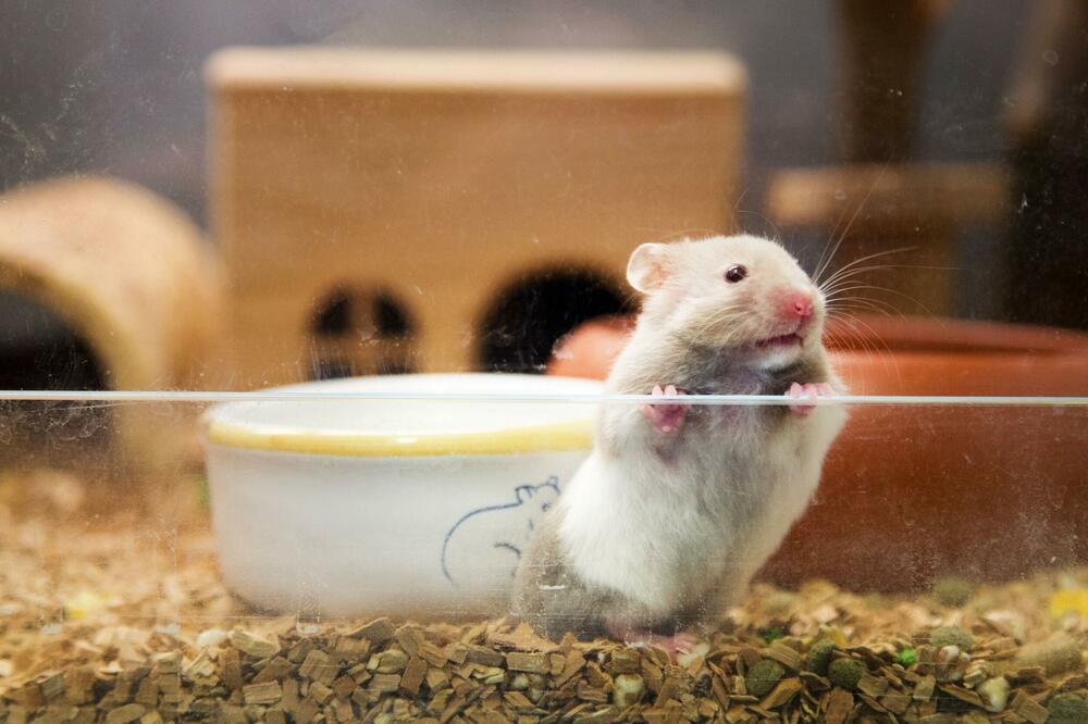 GLODARI POZITIVNI NA KORONU! Hong Kong naredio ubijanje 2.000 malih životinja