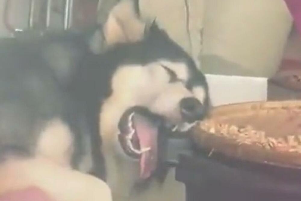 "POKVARIO MI SE HASKI": Pogledajte OVAJ PRIZOR, zovu ga - "MARFIJEV ZAKON 17K" ! (VIDEO)