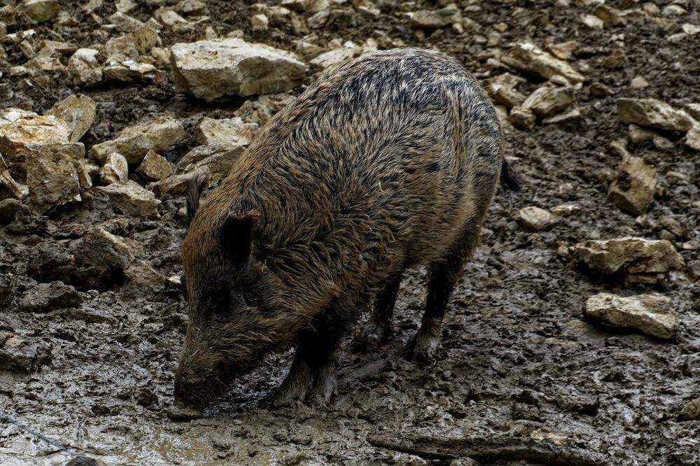 Divlja svinja