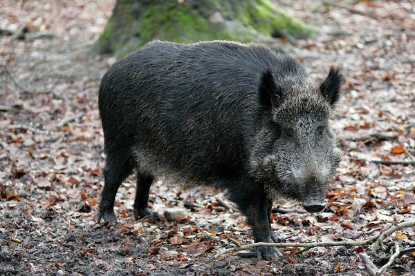 SVE JE VIŠE DIVLJIH SVINJA U SRBIJI: Evo kako se treba ponašati ako se nađete OČI U OČI sa njom!