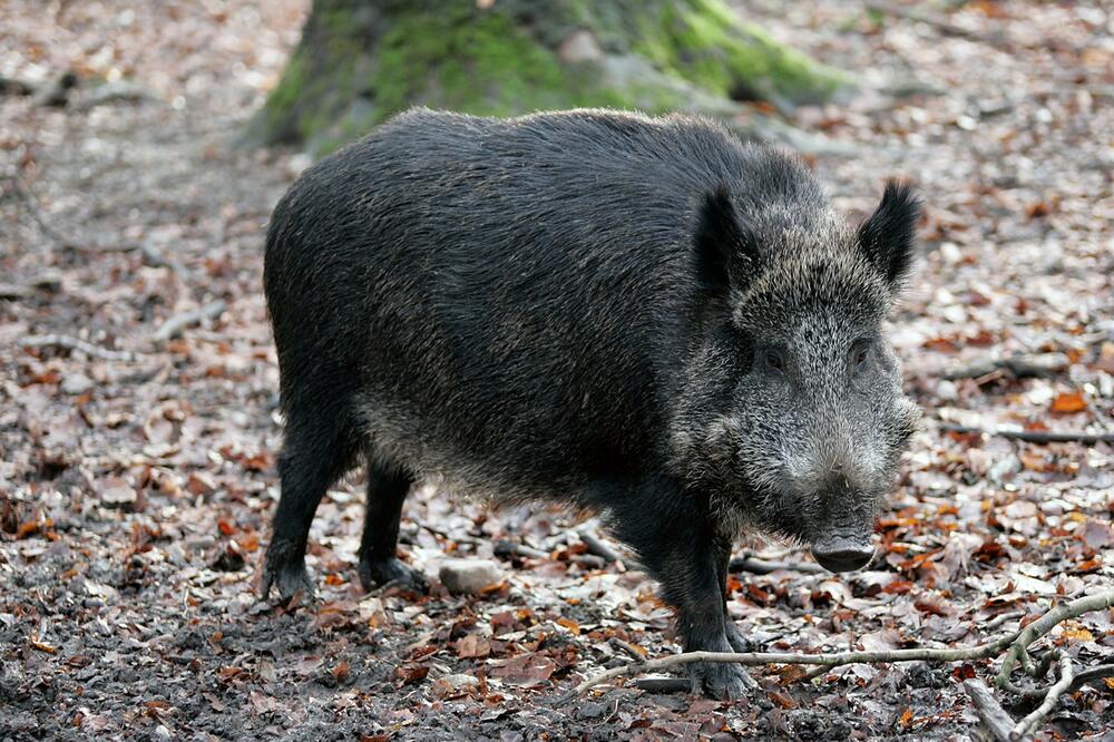 NOVI SLUČAJEVI AFRIČKE KUGE: Zabranjen lov u ovom srpskom gradu!