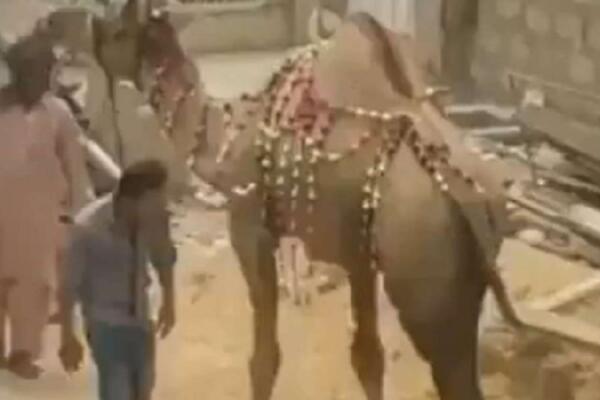 KARMA JE BRŽA NEGO ŠTO MISLIMO: Pokušao da udari KAMILU, ali se desilo nešto NEOČEKIVANO! (VIDEO)