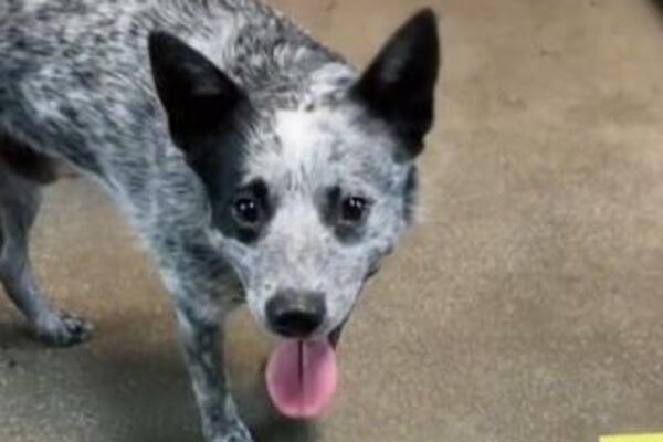 VIDEO SE ŠIRI BRZINOM SVETLOSTI: Pas PROPRIČAO, pogledajte samo šta je rekao, OVO NEMA NIGDE (VIDEO)