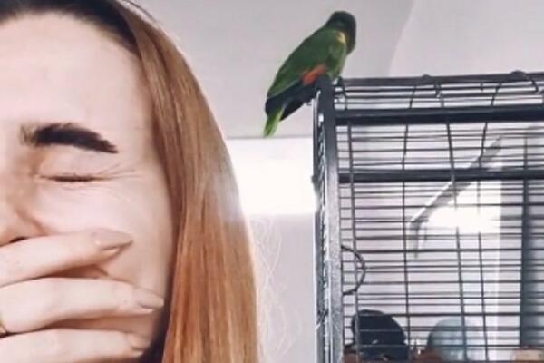 "TRAJE DUŽE NEGO VEĆINA FRAJERA": Papagaj imitira ZVUKOVE iz spavaće sobe, po čitave dane STENJE! (VIDEO)
