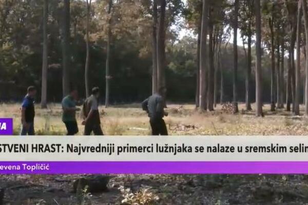 HRAST JE NAJVREDNIJE DRVO U NAŠIM ŠUMAMA! Žive i do 1000 godina ispod vode