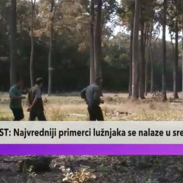 HRAST JE NAJVREDNIJE DRVO U NAŠIM ŠUMAMA! Žive i do 1000 godina ispod vode