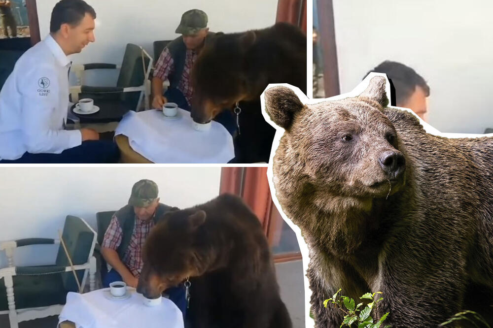 CELA SRBIJA GLEDA U ČUDU I NE VERUJE SVOJIM OČIMA! Medved SRČE kafu na Staroj planini! Ljudi, jel' realno? (VIDEO)