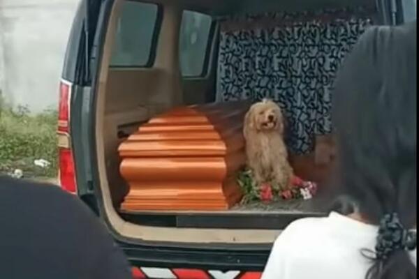 PAS DAO PRAVU LEKCIJU ODANOSTI: Njegova vlasnica je PREMINULA, a pogledajte šta je mešanac Bumer URADIO! (VIDEO)