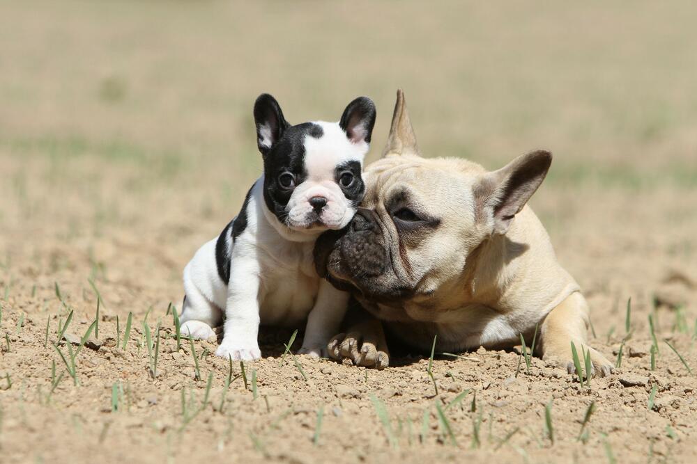 Francuski buldog