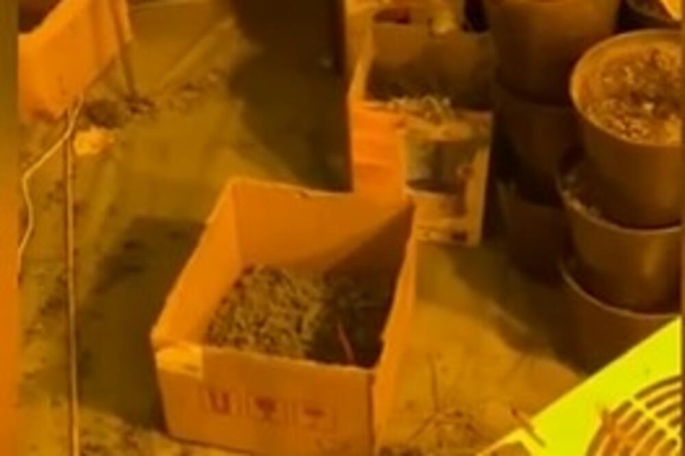 OTKRIVENA LABORATORIJA DROGE U NIŠU: U velikoj akciji MUP-a uhapšeno 7 lica (VIDEO)