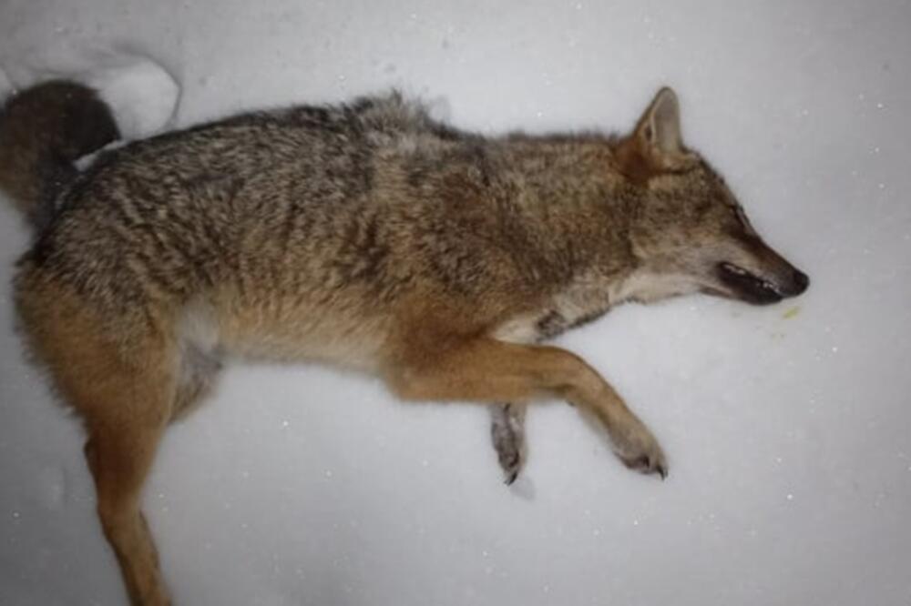 ZVERI ULAZE U DVORIŠTA I SEJU STRAH PO BEOGRADSKIM NASELJIMA: Šakal uhvaćen u KALUĐERICI!