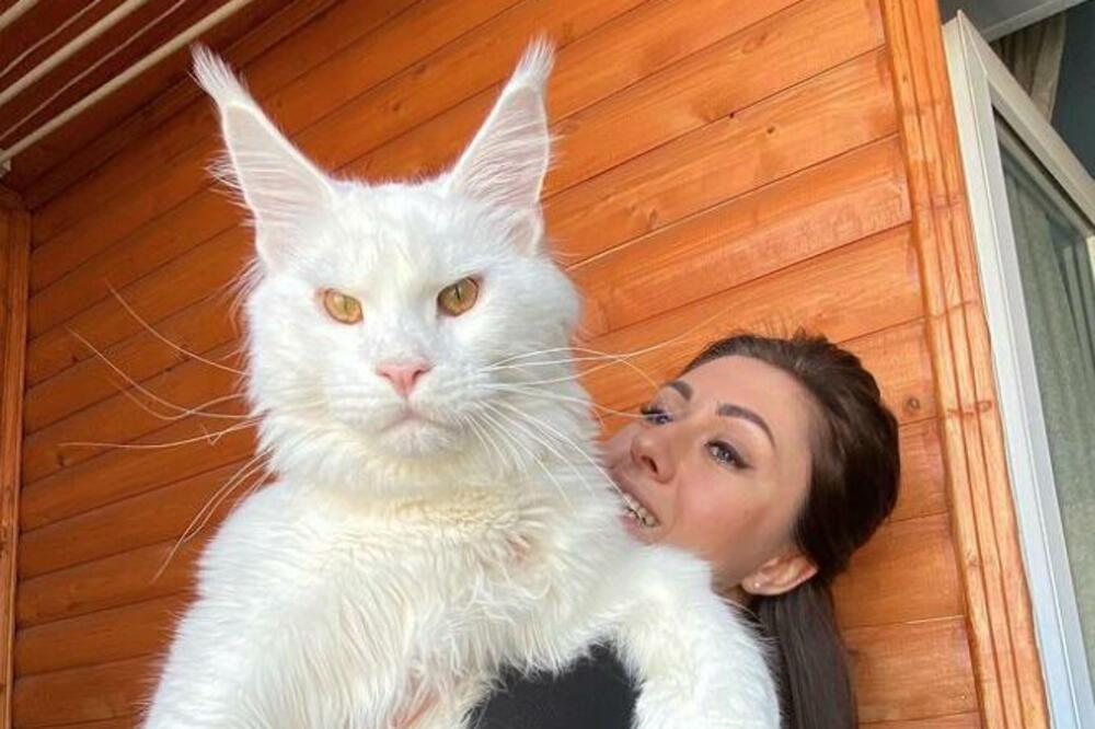 "MNOGI MISLE DA JE PAS" Masivnost OVE mačke će vas ŠOKIRATI, kao što je ŠOKIRALA i njenu VLASNICU! (FOTO/VIDEO)