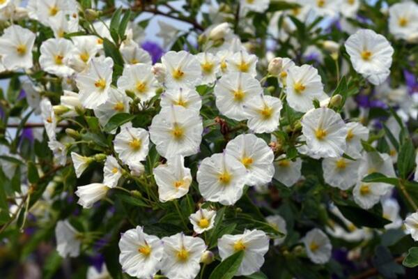 OVAJ POZNATI CVET IMA NAJLEPŠI MIRIS NA SVETU: Muškarcima MUTI PAMET, a ŽENAMA RADI OVO (FOTO)