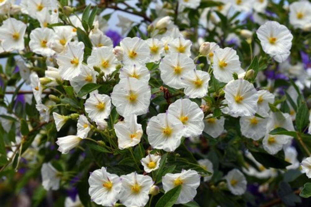 OVA BILJKA PRIVLAČI POZITIVNU ENERGIJU U KUĆU! Unesite je i odmah ćete osetiti DIVNE PROMENE