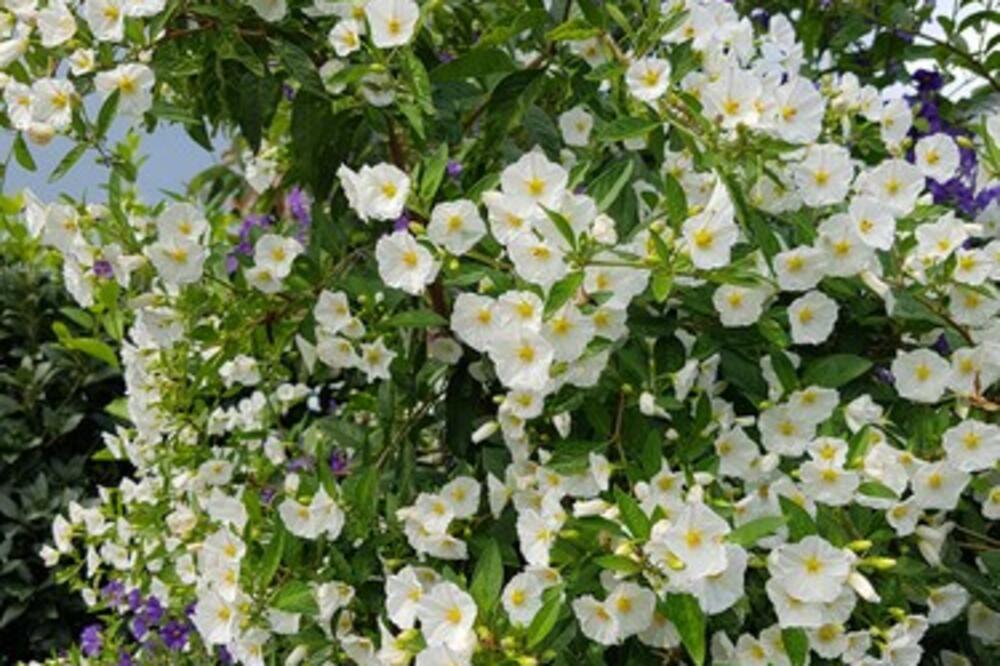 MIRIS OVOG CVETA BOLJI JE OD BILO KOG SEDATIVA: Oraspoložiće vas za NEKOLIKO SEKUNDI, a sinonim je za SEKSIPIL