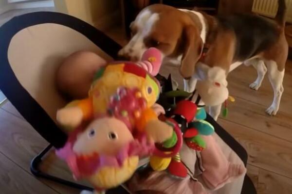 UKRAO JOJ IGRAČKU PA JOJ SE IZVINIO! Bebica i pas su nešto najslađe što ćete videti danas (VIDEO)