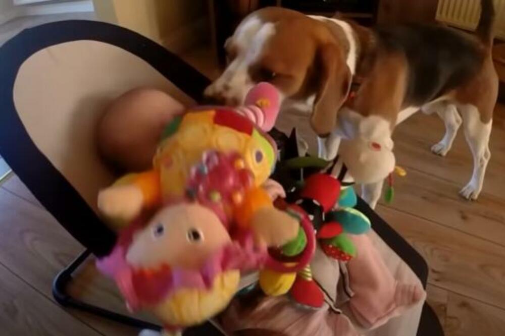 UKRAO JOJ IGRAČKU PA JOJ SE IZVINIO! Bebica i pas su nešto najslađe što ćete videti danas (VIDEO)