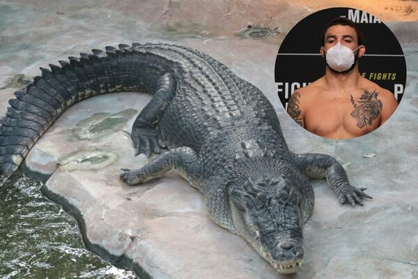 LUDILO MOZGA! UFC BORAC U SPIDO GAĆAMA KRAO ALIGATORA! RAZLOG JE BIZARAN!