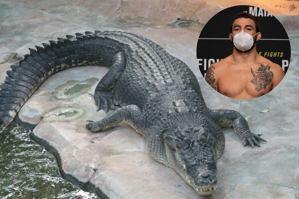 LUDILO MOZGA! UFC BORAC U SPIDO GAĆAMA KRAO ALIGATORA! RAZLOG JE BIZARAN!