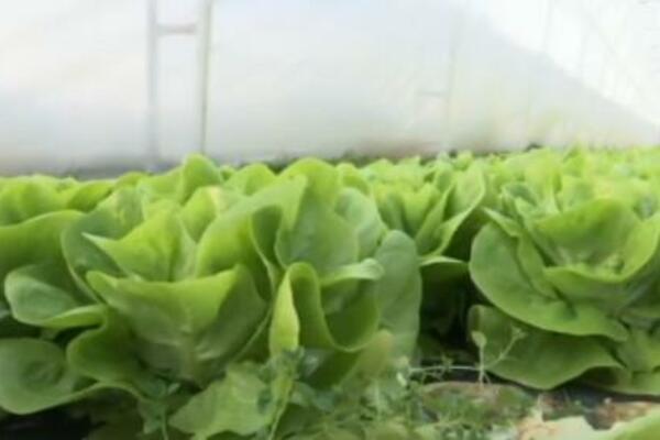 AKO ŽELITE DA VAM ZELENA SALATA SALATA RASTE KAO IZ VODE 1 STVAR MORATE DA RADITE SVAKI DAN: Baštovani otkrili TRIK