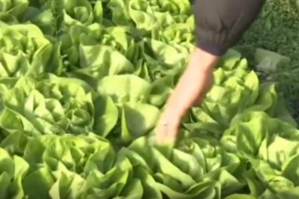 DA LI TREBA PRATI VEĆ "OPRANU" SALATU? Internet bruji o OVOM ODGOVORU, kako je moguće