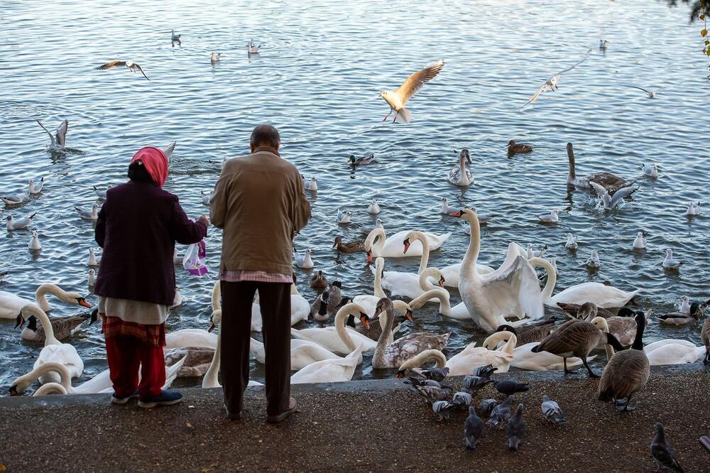 ZABELEŽEN PTIČJI GRIP NA JEDNOJ FARMI: Uginulo preko 1.500 živine