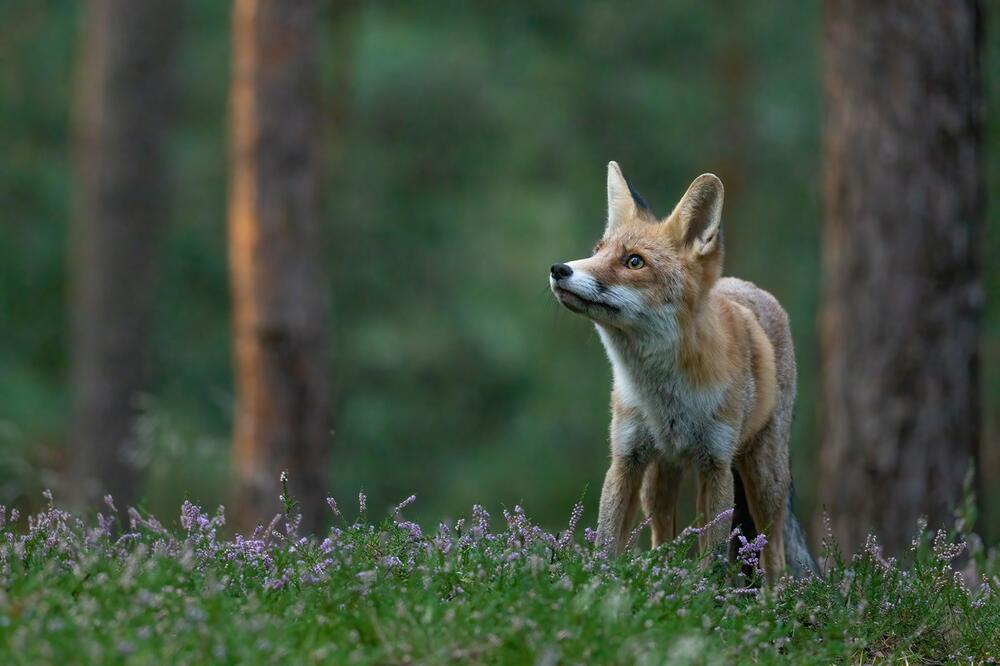 LISICA LUTA KOD KAPITOLA: Policija upozorila posle izveštaja o NAPADIMA! (FOTO)