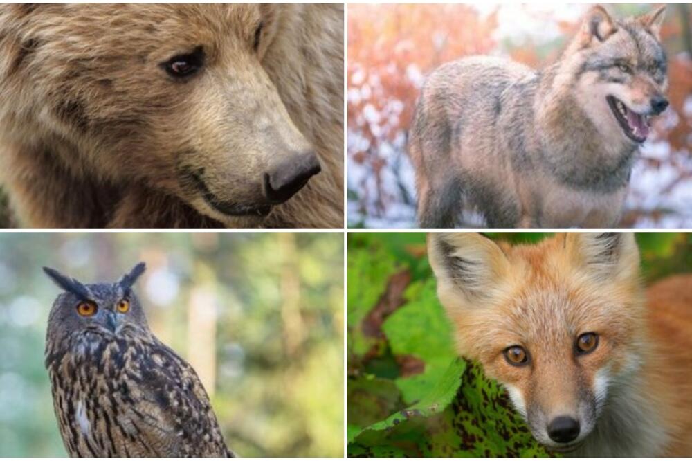 OVO SU ŽIVOTINJE ZA KOJE SE VERUJE DA DONOSE NESREĆU: Jedva vam nikada ne bi pala na pamet!