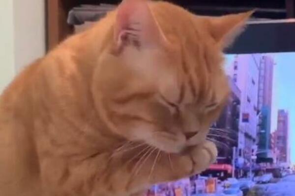VIŠE SREĆE DRUGI PUT: Vlasnik tražio ŠAPU od mačke, a ona ga na GENIJALAN NAČIN PREVARILA (VIDEO)