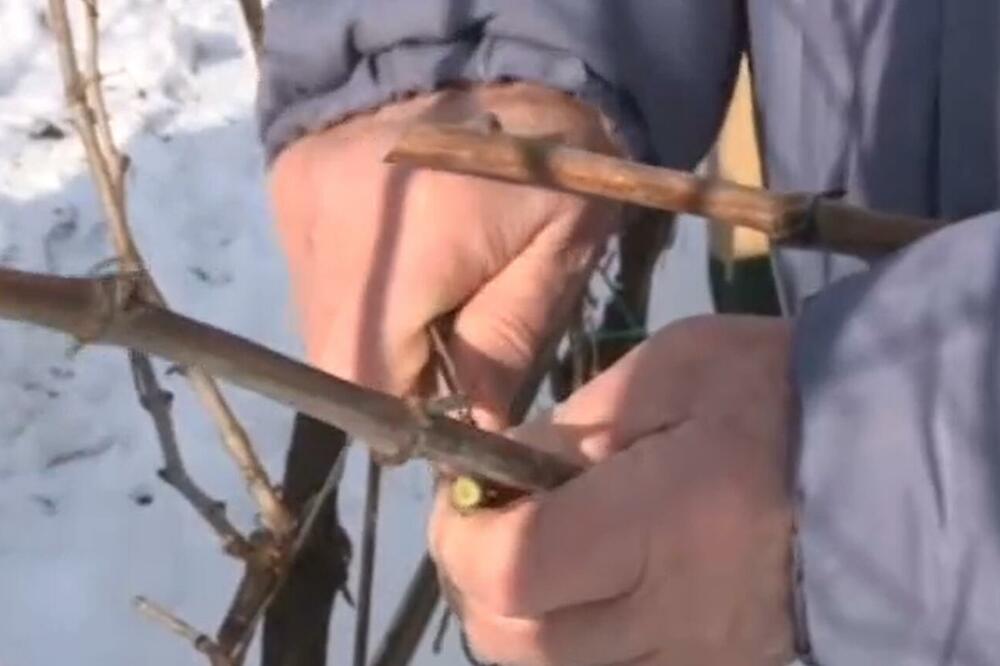 ZAŠTO JE DOBRO DA BAŠ DANAS PADNE SNEG? Slavimo Svetog Trifuna, ovo treba raditi!