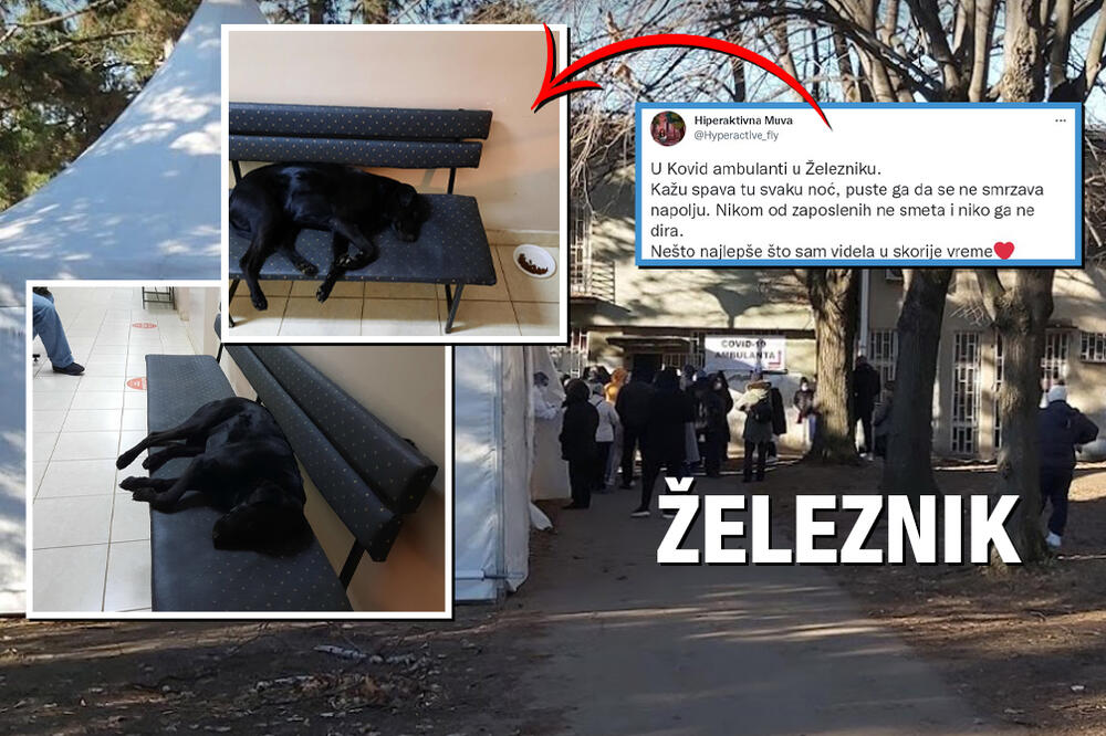 SLIKA DANA NAM STIŽE IZ KOVID AMBULANTE U ŽELEZNIKU! Kuca je baš ovde pronašla sklonište, NIKOME NE SMETA! (FOTO)