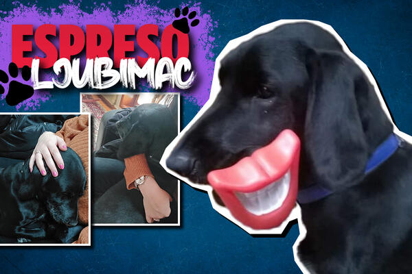 PETKOM PIJEM PIVO I PRAVI SAM DORĆOLSKI MANGUP: Bleki ima 13 godina, ali ljudi i daje misle da je štene! (FOTO)