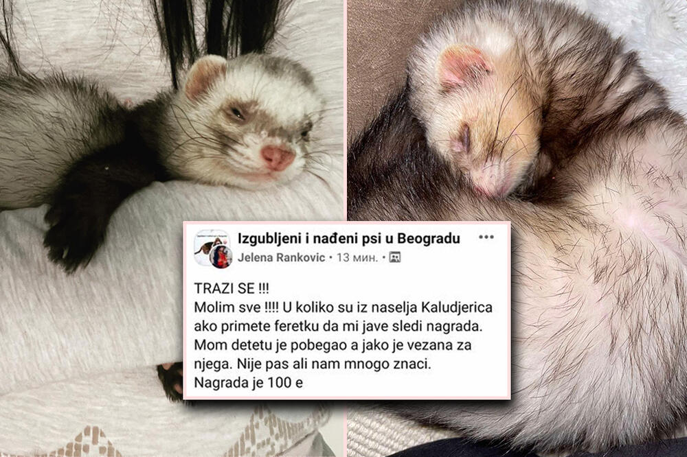 TRAŽI SE NAJČUDNIJI LJUBIMAC, MIŠKO JE NESTAO U KALUĐERICI: Pronalazaču sledi 100 evra! (FOTO)