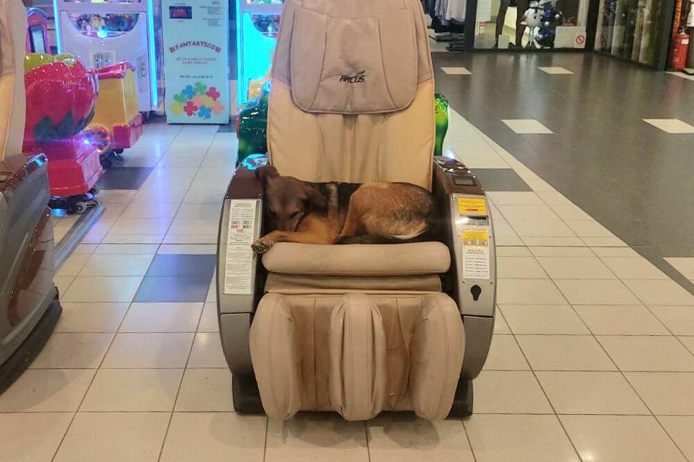 PAS LEŽI U STOLICI ZA MASAŽU U BEOGRADSKOM TRŽNOM CENTRU! Svako bi da je na njegovom mestu (FOTO)