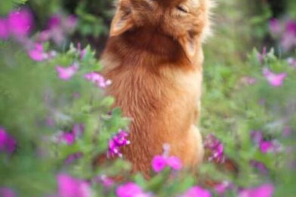 PAS BUNTOVNIK! Drugačiji je od svih koje ste videli u životu, IZMAMIĆE VAM OSMEH! (FOTO)