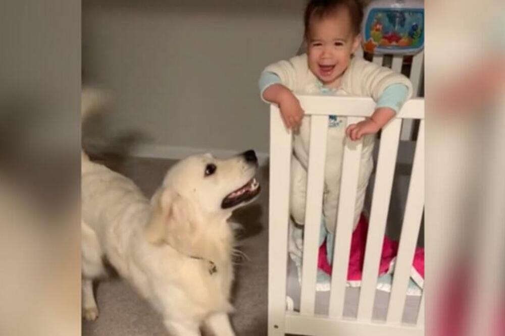 NEŠTO NAJSLAĐE ŠTO ĆETE VIDETI DANAS! Pas svakog jutra uzbuđeno čeka da se njegov mali prijatelj probudi (VIDEO)