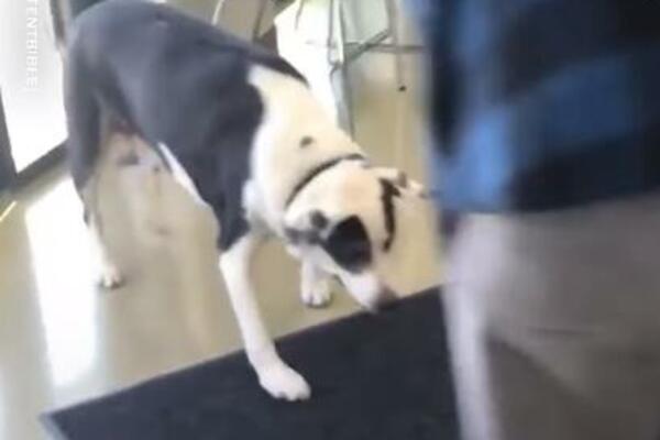 NEĆETE VEROVATI NA ČEMU HODA OVAJ PAS: Svet sažaljeva njegovog GAZDU, OVO SE BAŠ RETKO VIĐA (VIDEO)