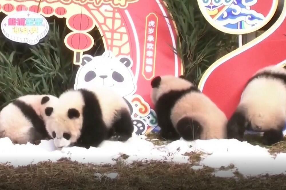 Pande čestitaju Kinesku novu godinu i Zimske olimpijske igre! Igraju se sankama i skijama (VIDEO)