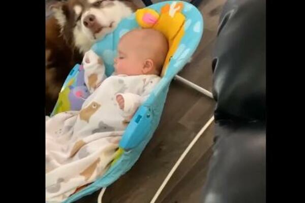 PRESLATKA KUCA NEŽNO USPAVLJUJE BEBU, SCENA KOJA OTAPA USNIMLJENA: Oduševićete se DIVNOĆOM I SLATKOĆOM! (VIDEO)