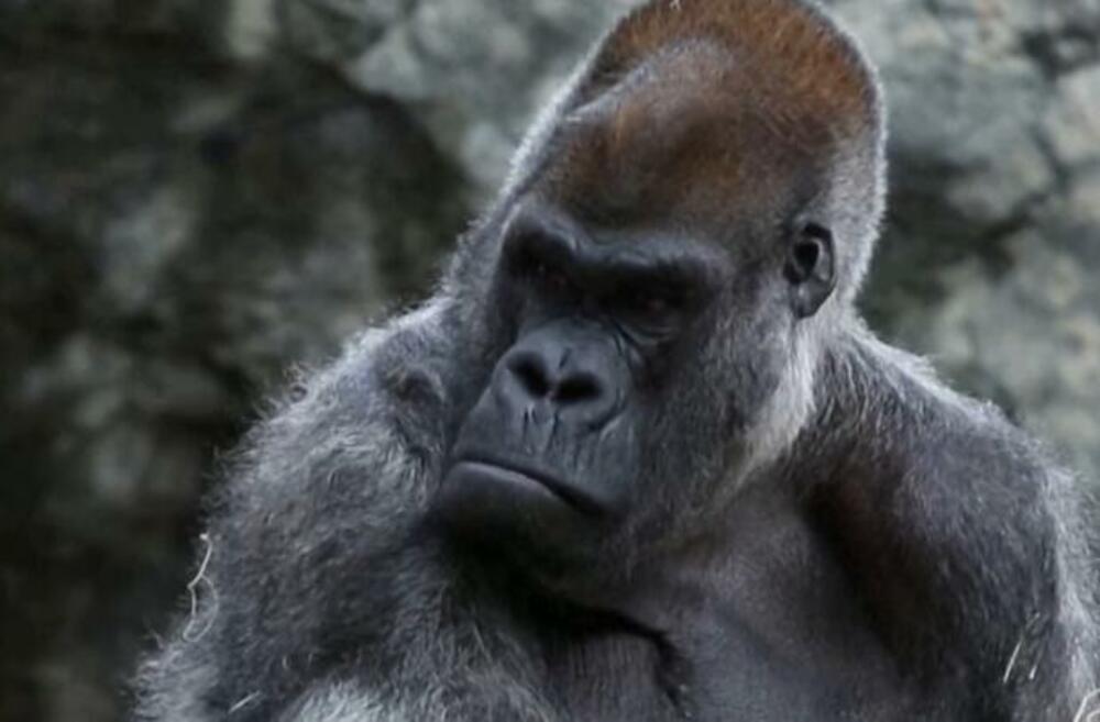 Ozi, Gorila, Gorila Ozi