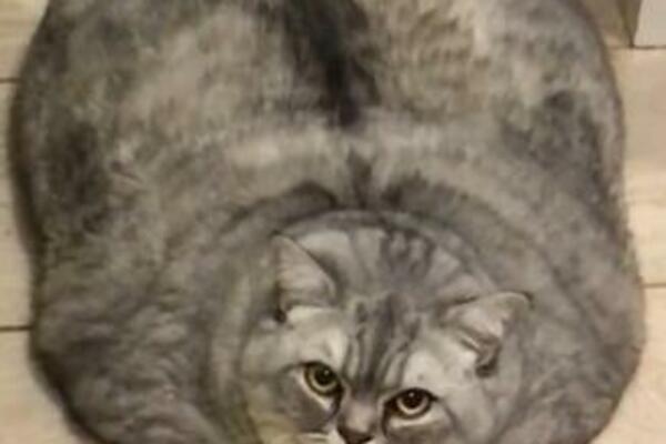 OVO JE NAJDEBLJA MACA NA SVETU! Svi je nutkaju, a ona je NA DIJETI! (FOTO) (VIDEO)