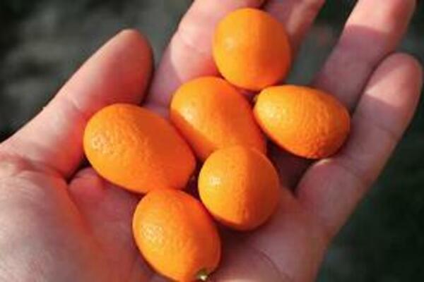 OVO VOĆE ŠTITI VAS OD UPALA, A ODLIČNO JE I ZA VID: Od njega se dobija i SLATKO